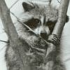 514 Animal Avatars b7opnfrk65