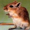 514 Animal Avatars o7opnfsjum