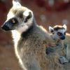 514 Animal Avatars 77opnft6y4