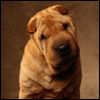 514 Animal Avatars v7opngb60g