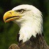514 Animal Avatars o7opngd4kd