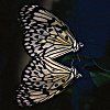 514 Animal Avatars 67opnge576