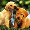 514 Animal Avatars 07opngvgkp