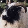 514 Animal Avatars 77opnheacc