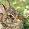 514 Animal Avatars f7opnhfxnp