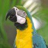 514 Animal Avatars w7opnh0xiz