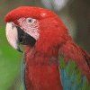 514 Animal Avatars u7opnh1b2x