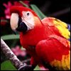 514 Animal Avatars v7opnhjvd5