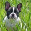 514 Animal Avatars o7opnhrgqg