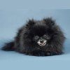514 Animal Avatars 57opni0nel