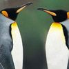 514 Animal Avatars v7opni8eeg