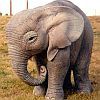 514 Animal Avatars g7opnil4ou