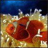 514 Animal Avatars d7opn0clo2