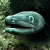 514 Animal Avatars 67opn00ycl