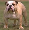 514 Animal Avatars e7opn04szu