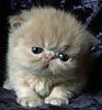 514 Animal Avatars t7opn067zb