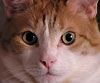 514 Animal Avatars n7opn07wjo